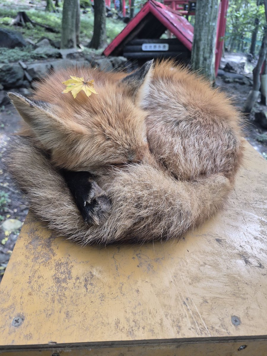 kon_fox_village's tweet photo. 落ち葉が増えてきました
秋が近づいてきています https://t.co/zsUfGGgDFl
