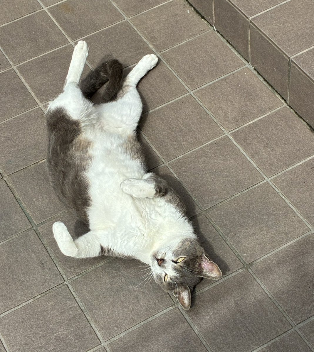 hachiware_noa's tweet photo. 地域猫の兄弟猫ブロとロング🐾
つかの間の太陽を浴びてゴロンゴロン
気持ち良さそうだね〜💕
見てるだけで幸せだよ🥰 https://t.co/S0iXd3CiYc