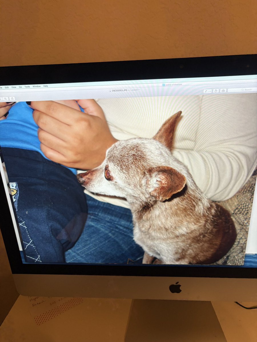 Popgamer06's tweet photo. Old photo of an old dog I had #dog #dogs #Chihuahua #olddog #2007 https://t.co/6rgMIhlVFl