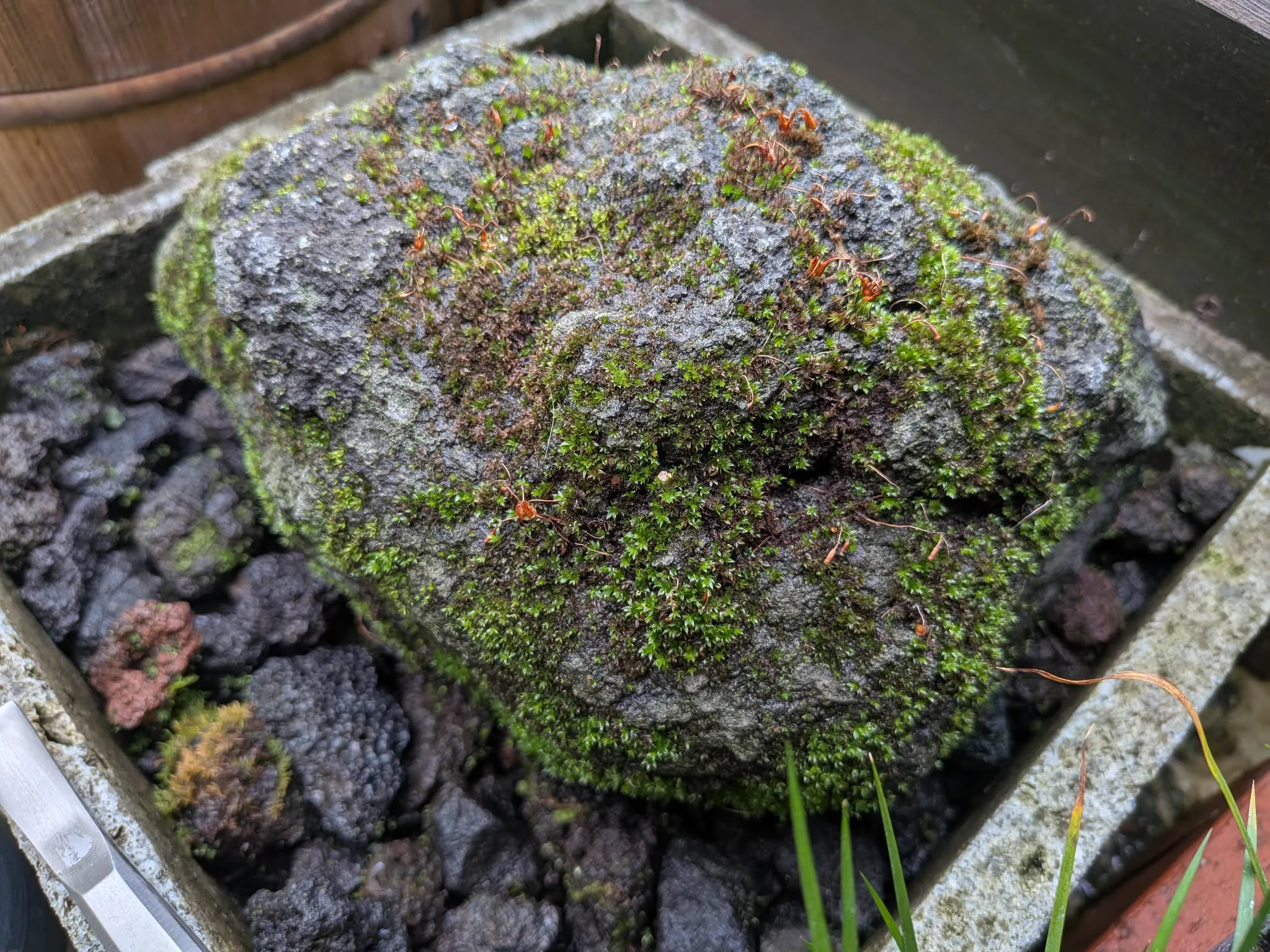 苔のむすまで 苔のむすまでチャレンジ on X: 