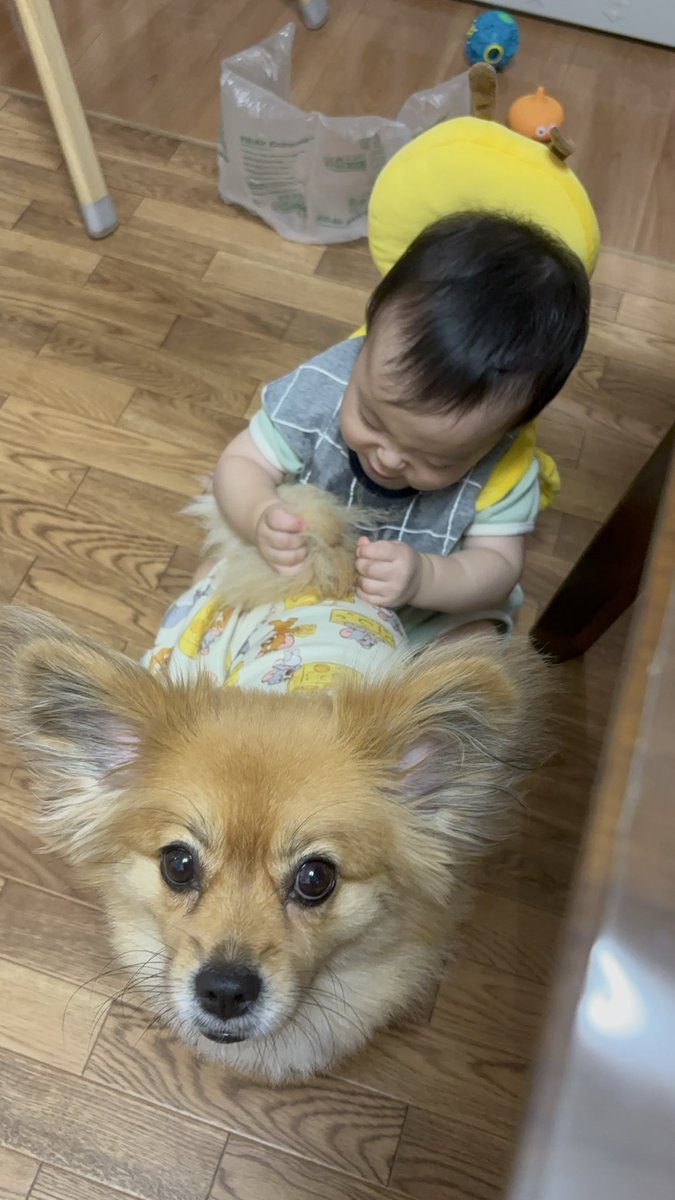 bassadaidaisuki's tweet photo. 今日で👶10ヶ月になりました👏
姉(ルル)の尻尾食べたり遊ぶのが最近好き。
もうハイハイ1割、徒歩9割なので週末に靴を買いに行きます。早すぎる🤣 https://t.co/E7zRCAe4aE