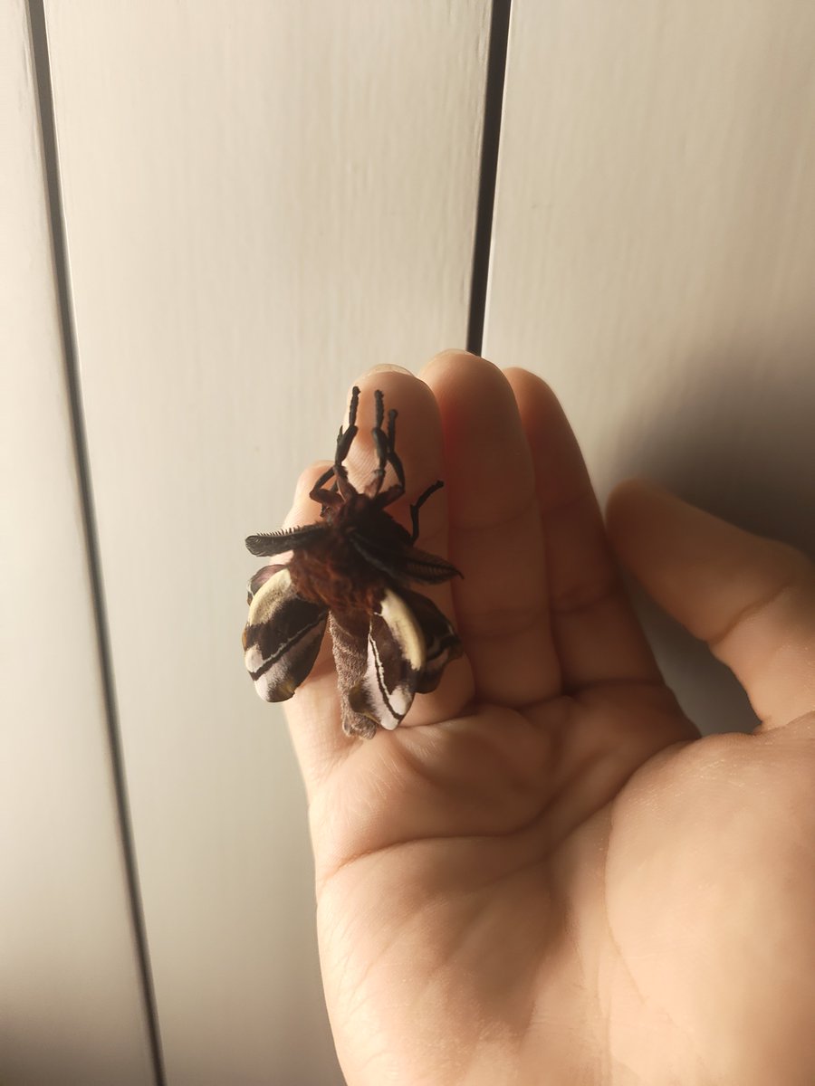 voidsp4wned's tweet photo. ehe :3 just hatched
#bugtwt #moth https://t.co/yICMNsDPlc