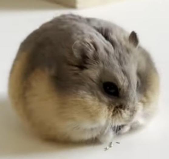 comradeazula's tweet photo. whoever named hamsters was so real. like that is a hamster https://t.co/SslvqH9Kxy