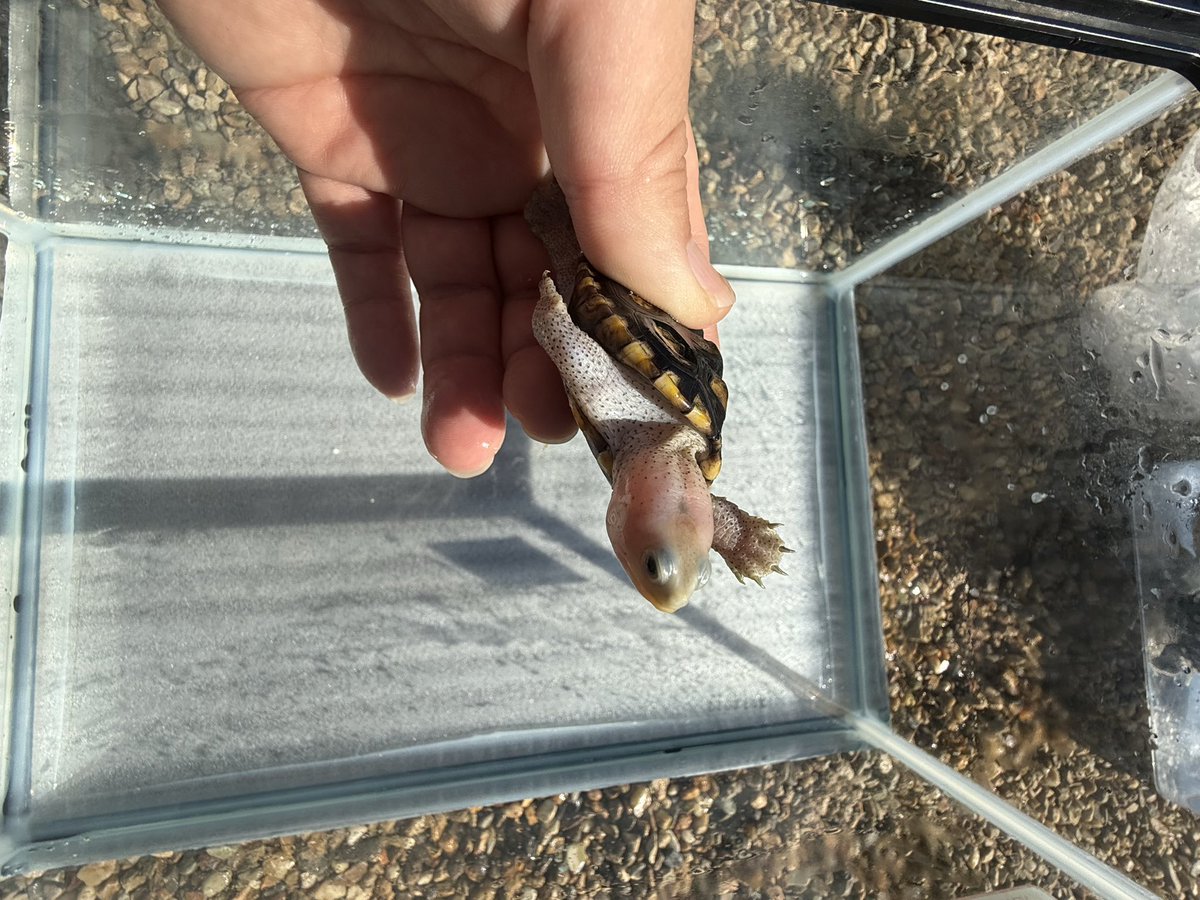 kgf_KGF's tweet photo. 餌をたくさん食べてよく泳いでいます🐢
#オルナータ
#ダイヤモンド��ックテラピン https://t.co/m0eCNdmFg2