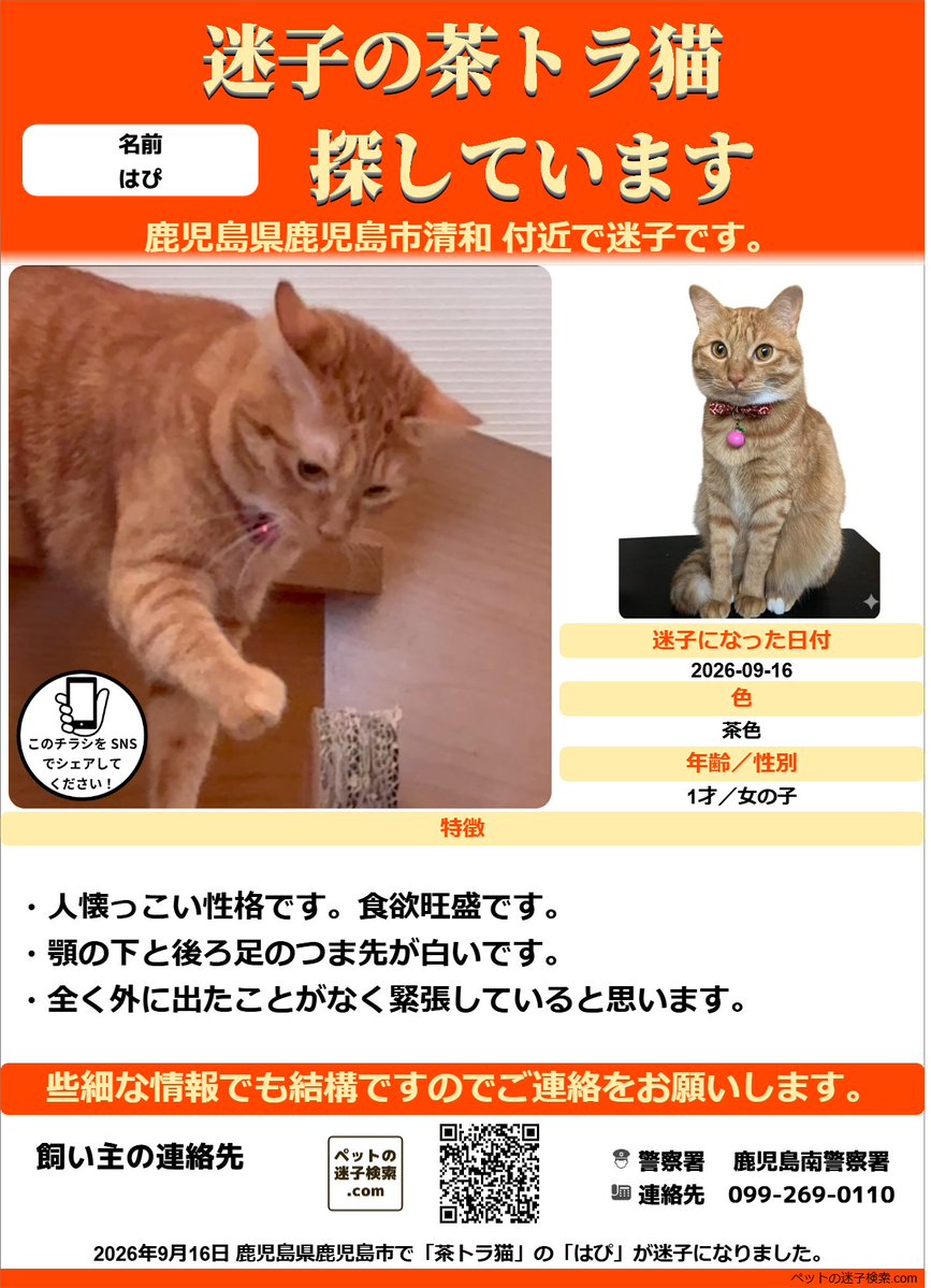 迷子猫】鹿児島県で愛猫が行方不明