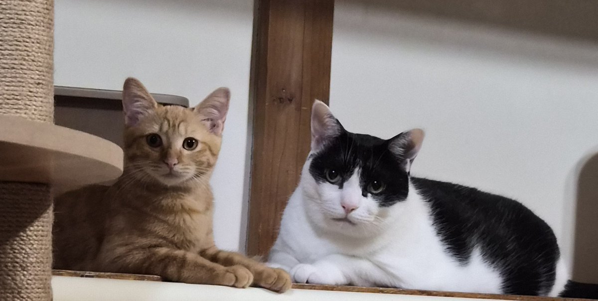 rion9gts's tweet photo. 🐱🫶🐱 https://t.co/CDpWC4gRid