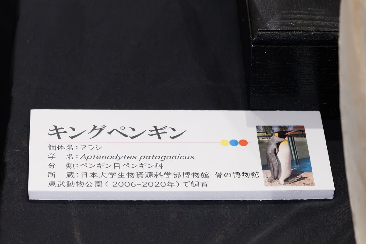 OHL_ch's tweet photo. 剥製せよ標本にせよ、”何かを残す”っていうのは学術的な価値以上に”その子たちが生きていた証”でもあるので一時の感情でいらないというより残せるものは残した方がいいと思う派です。
残した結果、全国に散らばっても企画展で一時動物園に帰ってこれる子たちもいるので。 https://t.co/OhxvAUN4Ip