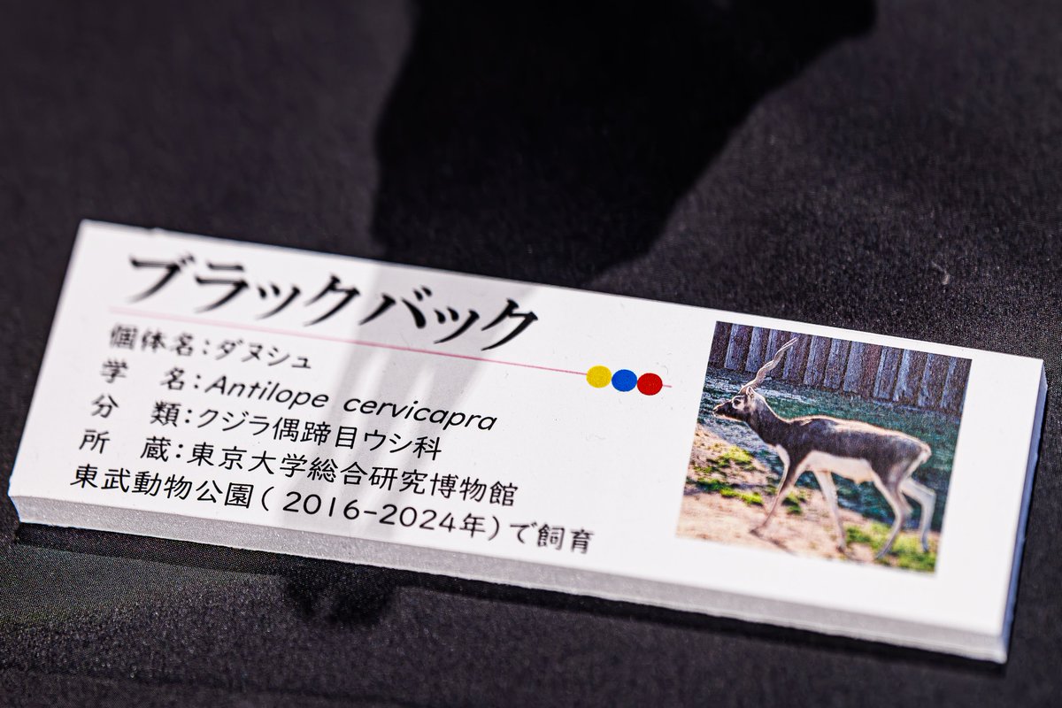 OHL_ch's tweet photo. 剥製せよ標本にせよ、”何かを残す”っていうのは学術的な価値以上に”その子たちが生きていた証”でもあるので一時の感情でいらないというより残せるものは残した方がいいと思う派です。
残した結果、全国に散らばっても企画展で一時動物園に帰ってこれる子たちもいるので。 https://t.co/OhxvAUN4Ip