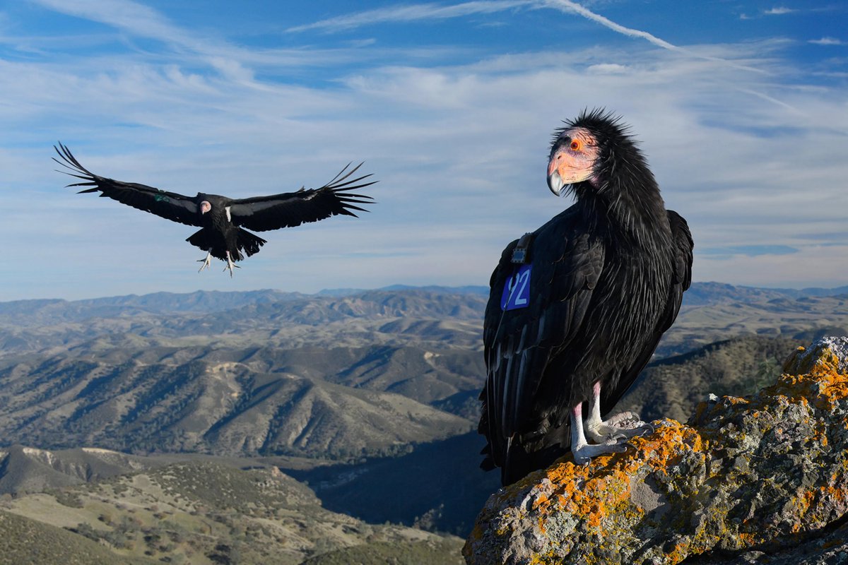 RevoltUsurp's tweet photo. @ostonox also, you dont need to fake how they sound, as we do with bald eagles. they kinda exhale menacingly and grunt
really big and cool birds with huge impact. https://t.co/lH3nu553Ou