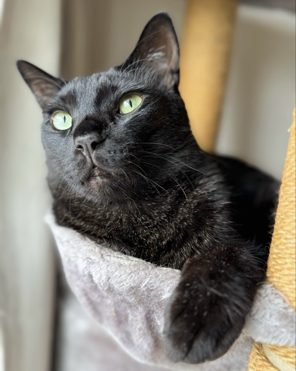 NenekokoC's tweet photo. 少しずつ、
過ごしやすい気温になってきました✨🪟🐈‍⬛🌤️

#おはよう

#ここ #ねねここ #まだ眠い

#猫 #黒猫 #くろねこ #保護猫 #blackcat https://t.co/P0XK67dNQD