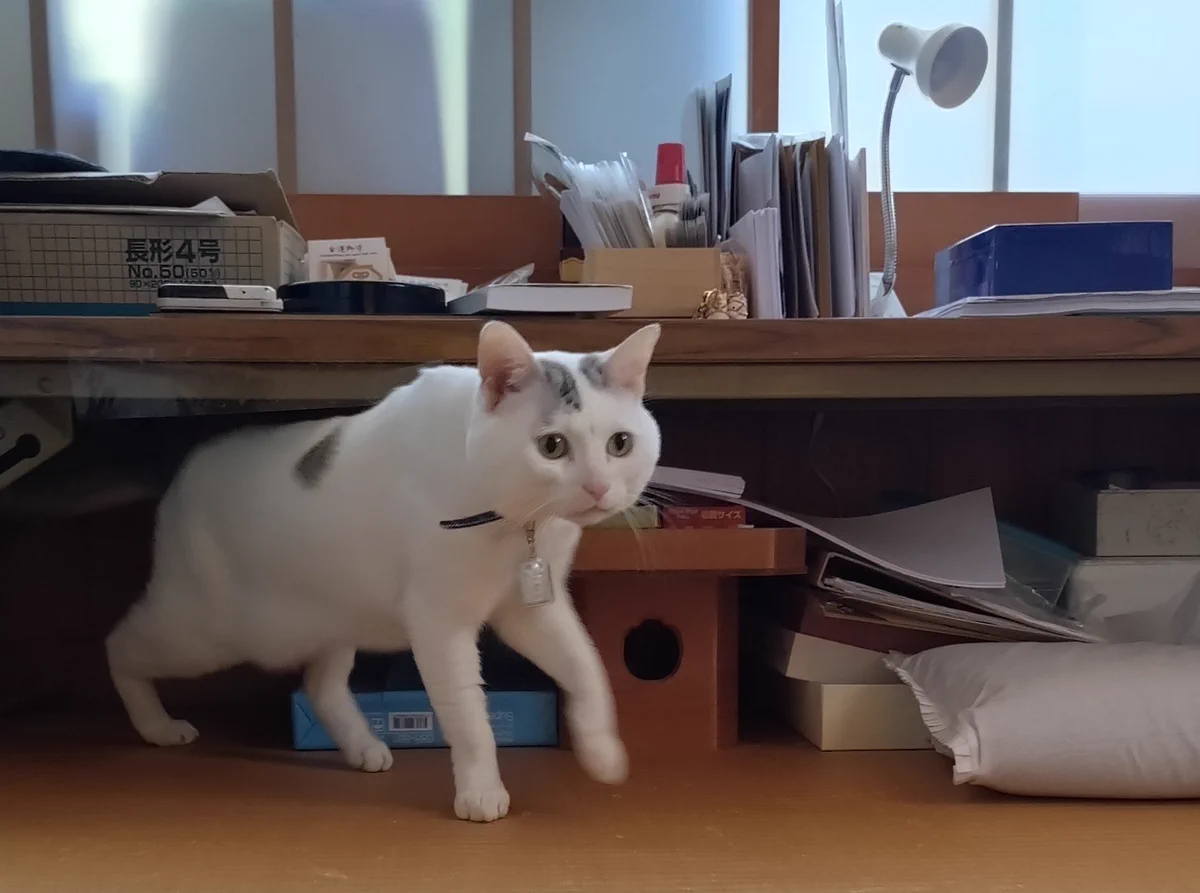 木山神社の招き猫 テン on X: 