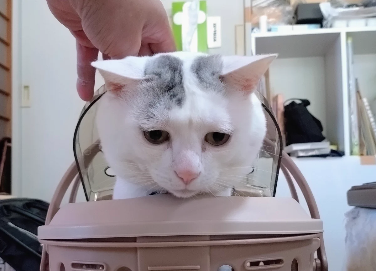 猫ずきんです。 木山神社の招き猫 テン on X: 
