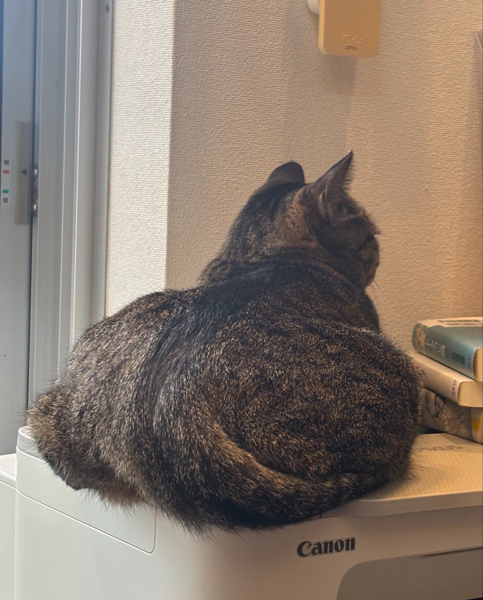 Flikemeat's tweet photo. ぺったんこ
#猫がいる暮らし https://t.co/JX1eyQcCwT