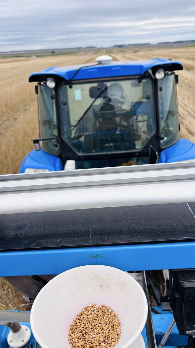 WheatInnovation's tweet photo. Our first west river location McLaughlin,SD is in good moisture and spring wheat residue🤞❤️🌾🙏🌧️ #WinterWheat #NoTillWorks #HRW27 @wheatsd @SDState #TeamWheat https://t.co/Phtb81L4X6
