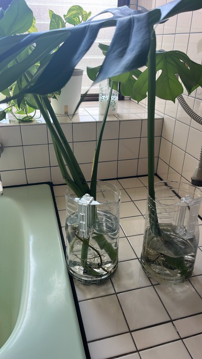 Takkyjiru's tweet photo. 吾輩よりも背が高くなり、手に負えんなりそうになったので斬首🔪
生首は、コンパクトでいいので半水耕 https://t.co/UHKFs8s64R