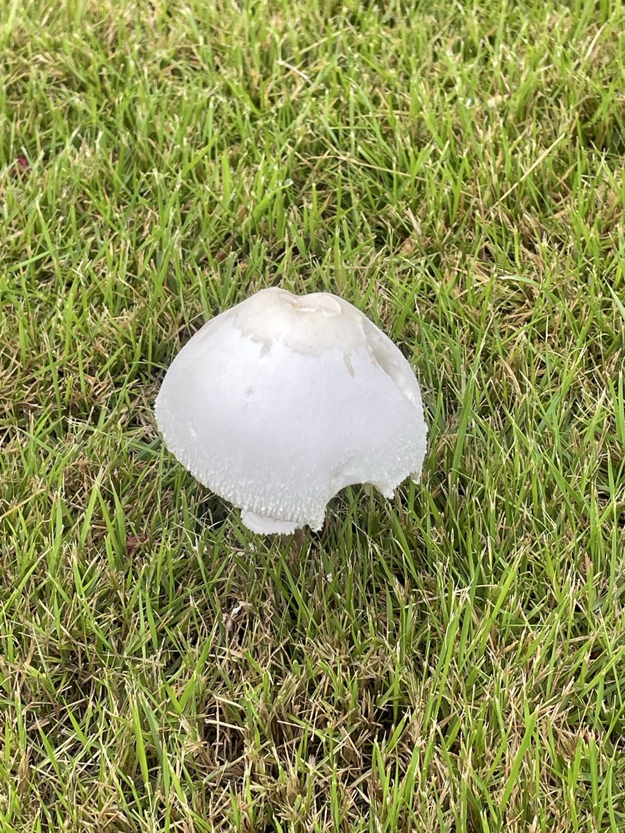 exosdakebono's tweet photo. 今朝のワンコ散歩にて。このところの雨続きでキノコがニョキニョキしてるので、ウチのワンコも毒の可能性もあるので変に匂い嗅がないようにしないとねー。＃柴犬との暮らし ＃柴犬 https://t.co/3TMkroXaLz