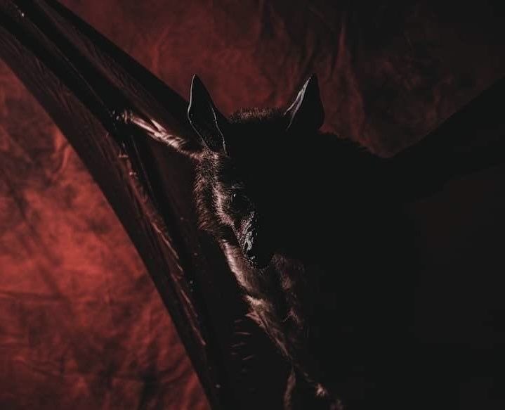 collinsferatu's tweet photo. ───ㅤㅤ:ㅤ𝕱𝗋𝗂𝖾𝗇𝖽 𝗋𝖾𝗊𝗎𝖾𝗌𝗍

Name :Vincet collins nosferatu 
Zodiac sign: Acuario 
Height : 1.85
Age : 127
status : 💍
Fav season :Primavera 
Fav color : Red.
 
(+) Libros,música,vampire,ángel,sangre,pizza,prince. https://t.co/K11XBGvnkw