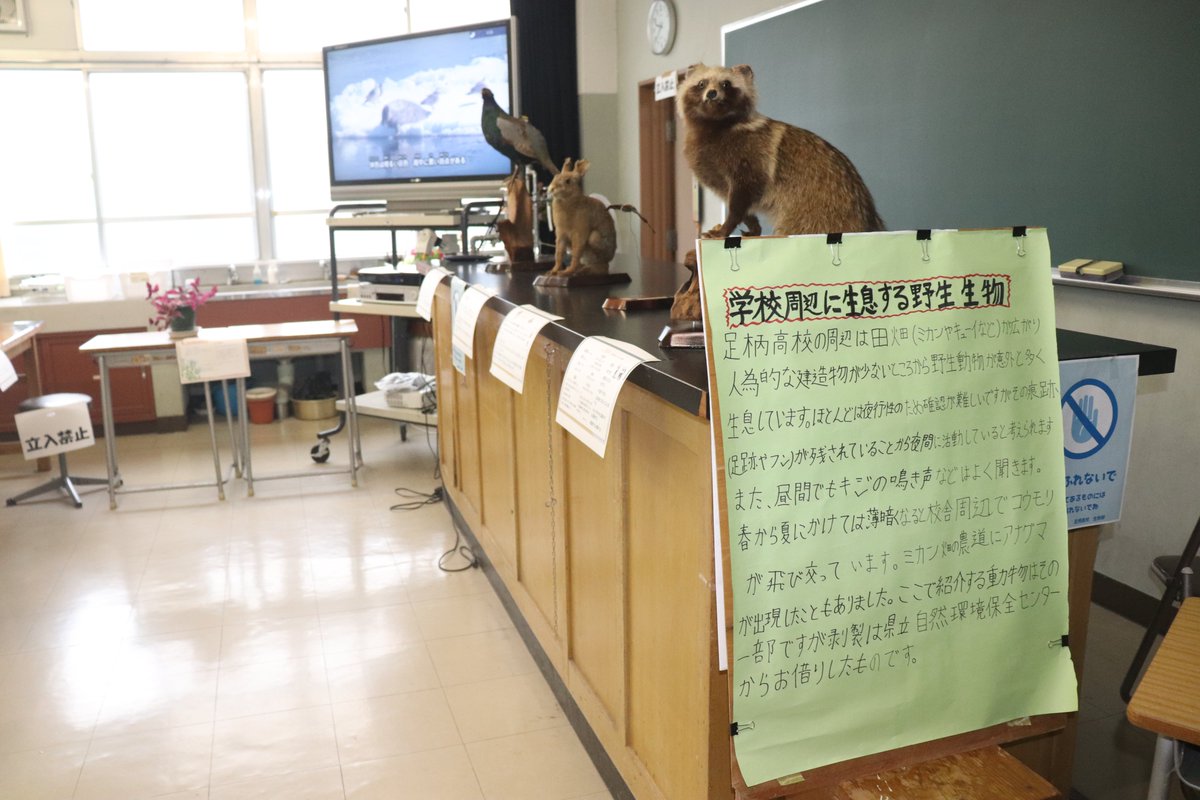 ashigara_h's tweet photo. 足高祭　生物部

自然環境保全センターからお借りした剥製や、地元の洞川から採取したヤゴ・カニ・タニシ等の生物展示、活動発表を行いました。

夏の丹沢への遠征や、夏休みが明けてからもコツコツと準備してきた展示はとても素晴らしかったです。

足柄高校HP　生物部
https://t.co/UrWNw6bm3i https://t.co/K54BmKz0B0