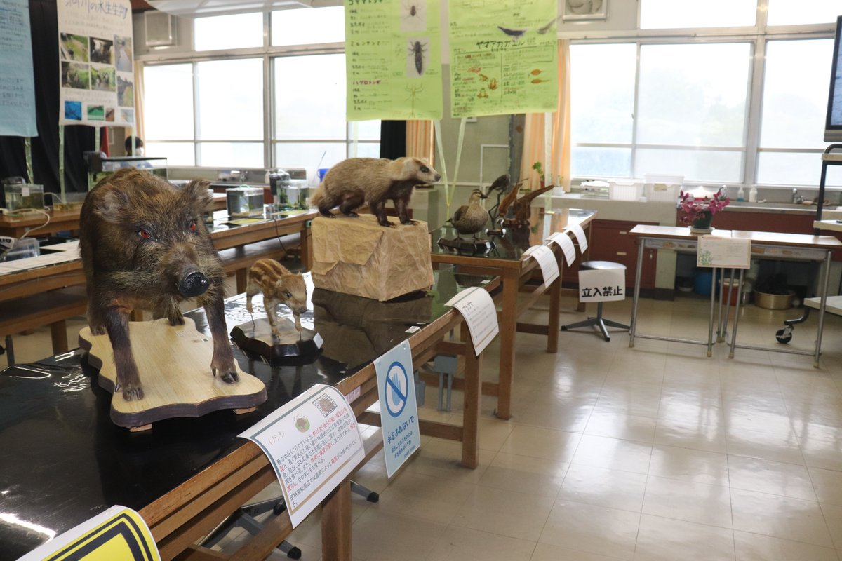 ashigara_h's tweet photo. 足高祭　生物部

自然環境保全センターからお借りした剥製や、地元の洞川から採取したヤゴ・カニ・タニシ等の生物展示、活動発表を行いました。

夏の丹沢への遠征や、夏休みが明けてからもコツコツと準備してきた展示はとても素晴らしかったです。

足柄高校HP　生物部
https://t.co/UrWNw6bm3i https://t.co/K54BmKz0B0