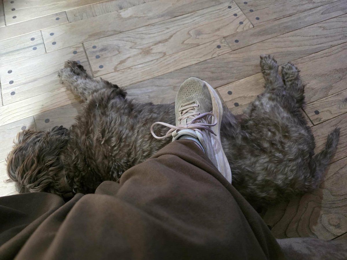 PwdOak19232's tweet photo. Afternoon dog nap for Hazel. - The Portuguese Water Dogs at Oak Creek Farms https://t.co/hqF35KxcoR #naptime @PWDOak19232 #portuguesewaterdog #PWD #portuguesewaterdogbreeder #pwdbreeder #dog https://t.co/hnCCcd5Vp8