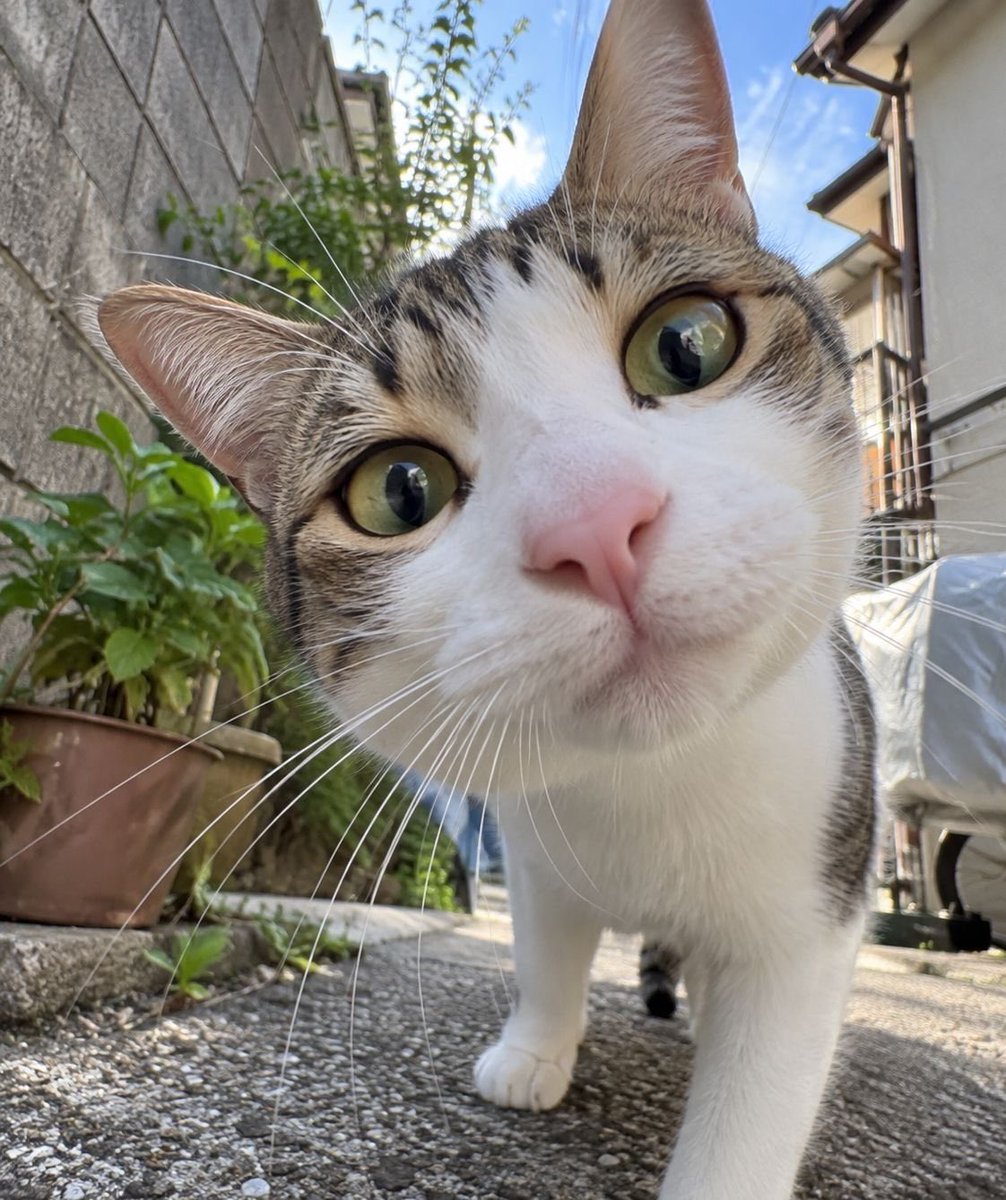know____1025's tweet photo. 노냥이💛 https://t.co/eShXpqFkK9