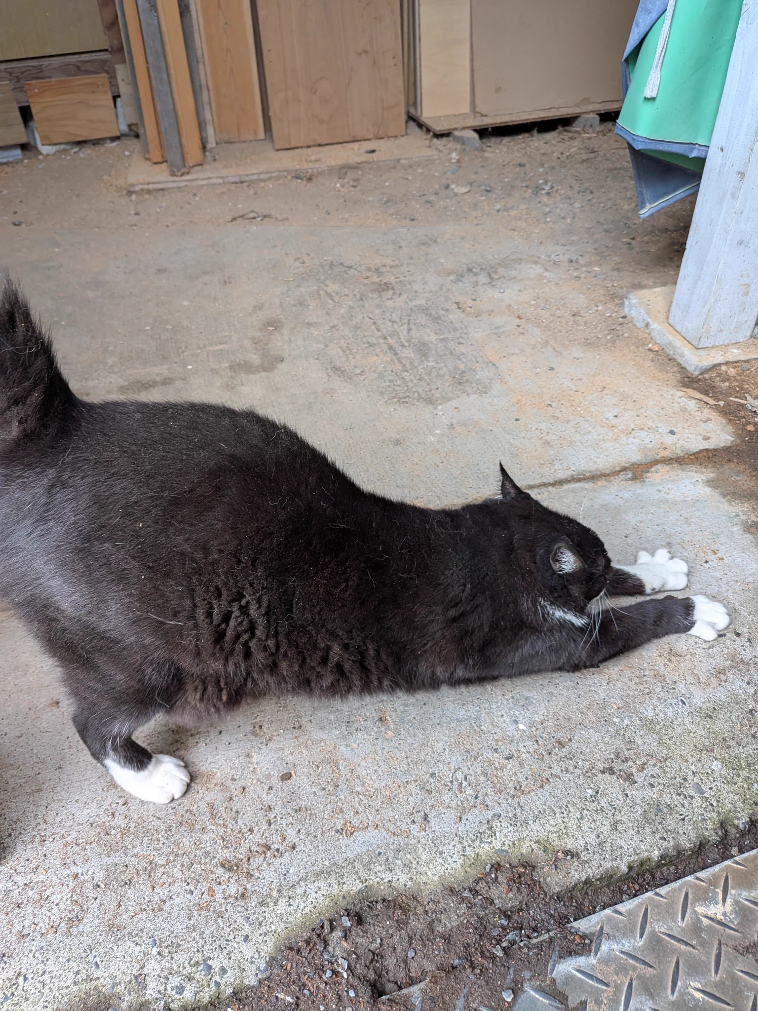 猫が増える on X: 