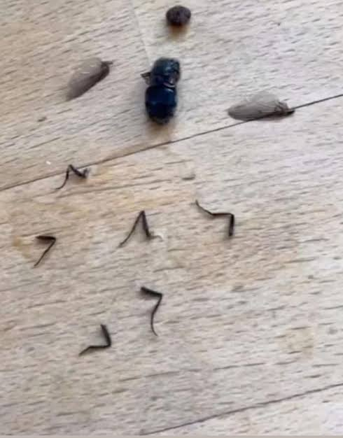 ShadyLongLegs's tweet photo. humbug, you are going to be found dead in your room tomorrow. i will personally come to your house and rip you limb from limb, you'll look like this when i'm done with you. take this as a warning. https://t.co/NXKIuYNOsz
