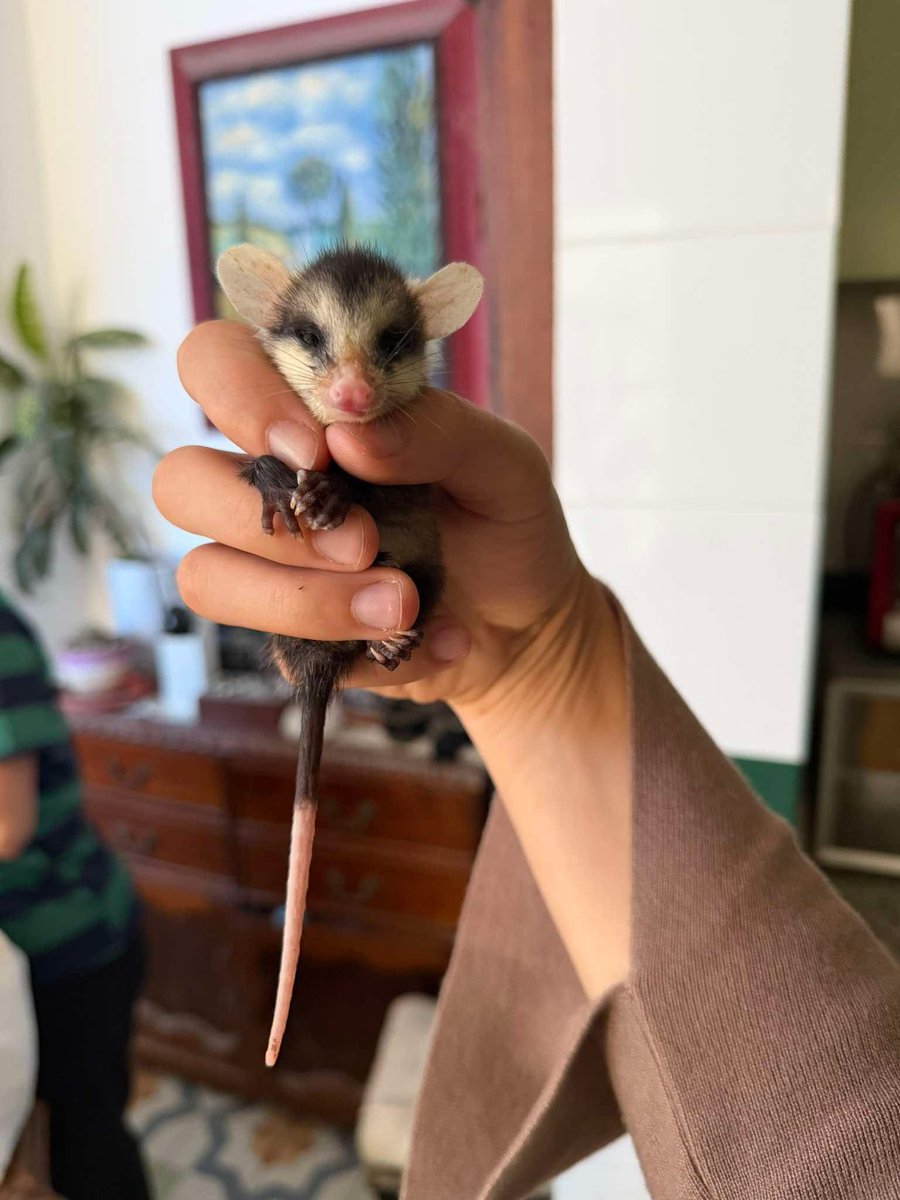 Alina_Gag's tweet photo. Ok cambia la pregunta: alguien conoce a un veterinario experto en fauna silvestre en la CDMX? https://t.co/lfmcU4Z84F