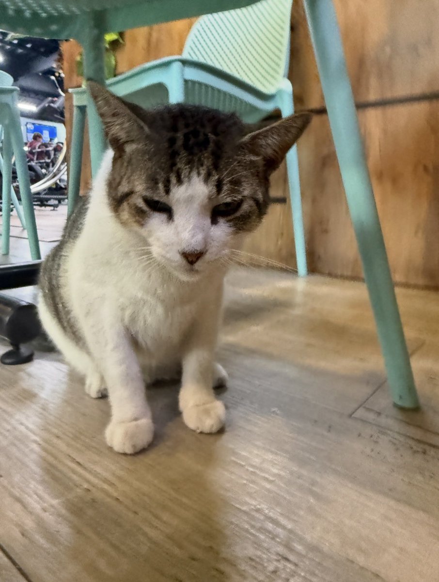 domeeeeeee__'s tweet photo. QUIEREN BOTAR AL GATO DE TAURUS SAMANES!! 
Se conoce que en gimnasio hay un gatito súper lindo, cariñosito el cual lleva AÑOS ahí, es conocido como la mascota del gimnasio y ahora resulta que el dueño ha dado la orden de sacar al gatito de ahí, por qué “da mala imagen” https://t.co/GbH3sAMFkH