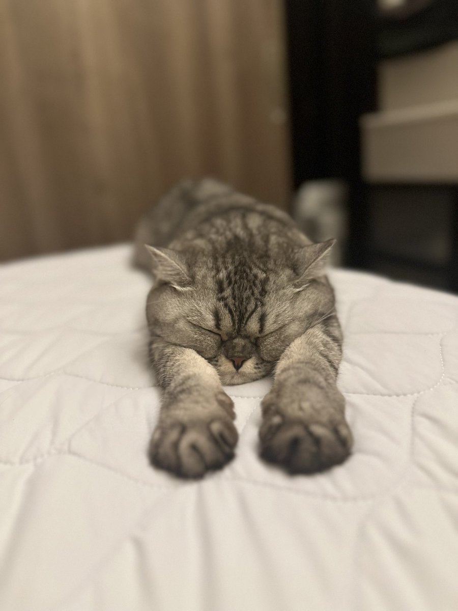 chacooofuuuta's tweet photo. 昨晩の寝方がとてもかわいかったです💤

#猫のいる暮らし  #猫好きさんと繋がりたい  #ミヌエット  #ちゃこふうた https://t.co/T8Rk2a3wK7