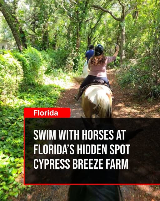 Bettyioopl's tweet photo. This is the kind of Florida adventure people remember long after it ends https://t.co/AlWBhhnJaE