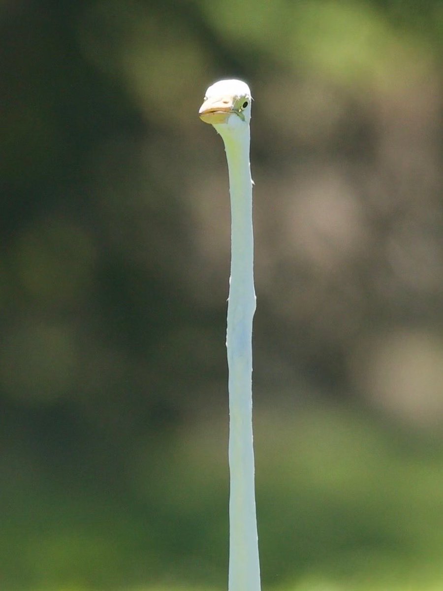 myths_and_stori's tweet photo. the humble toothpick https://t.co/62GWKBLELw