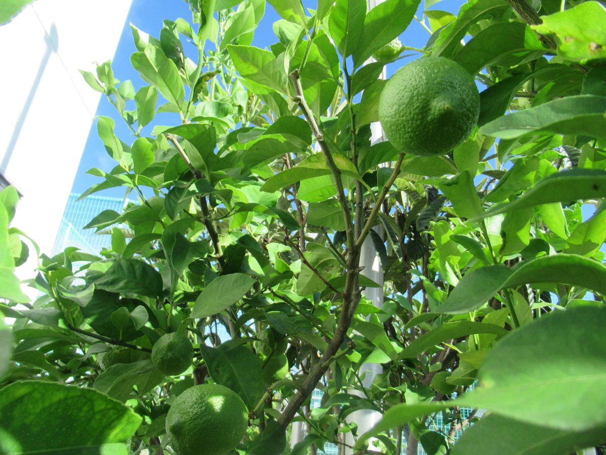 tsujisgk's tweet photo. 連日の雨もあがり、久しぶりに気持ちの良い☀️晴天ですね☺️辻交流館の🍋檸檬の木の様子です。今年はたくさんの実をつけています。ご来館の際はぜひご覧になってください‼️
#静岡市　#辻交流館　#レモン https://t.co/LEr1ml4PqL
