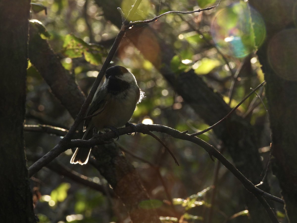 scolopaces's tweet photo. beautiful little guy https://t.co/xkHc5po1a8