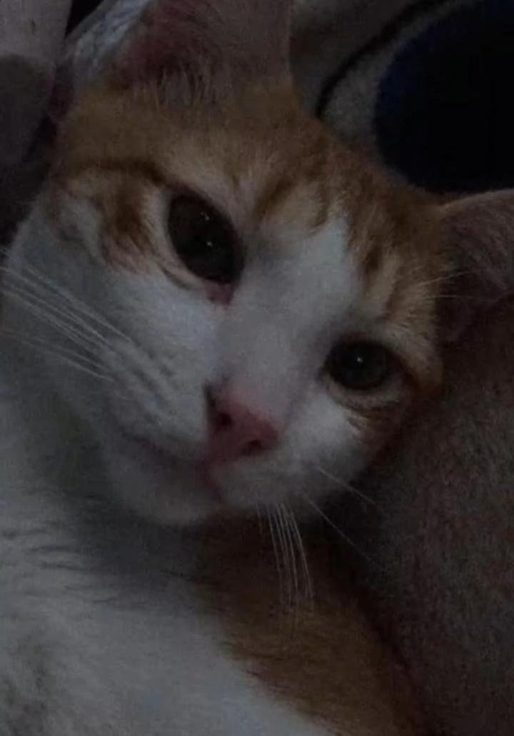 ethvnz_mp3's tweet photo. Saluden a mi hijo, se llama mochi, alias el patas 🥹💗 https://t.co/ov51T5egQV