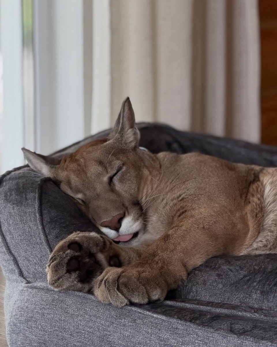 AcervoCharts's tweet photo. Puma que não pode voltar à natureza passa a viver como um gato doméstico. https://t.co/tRrtDtniBm