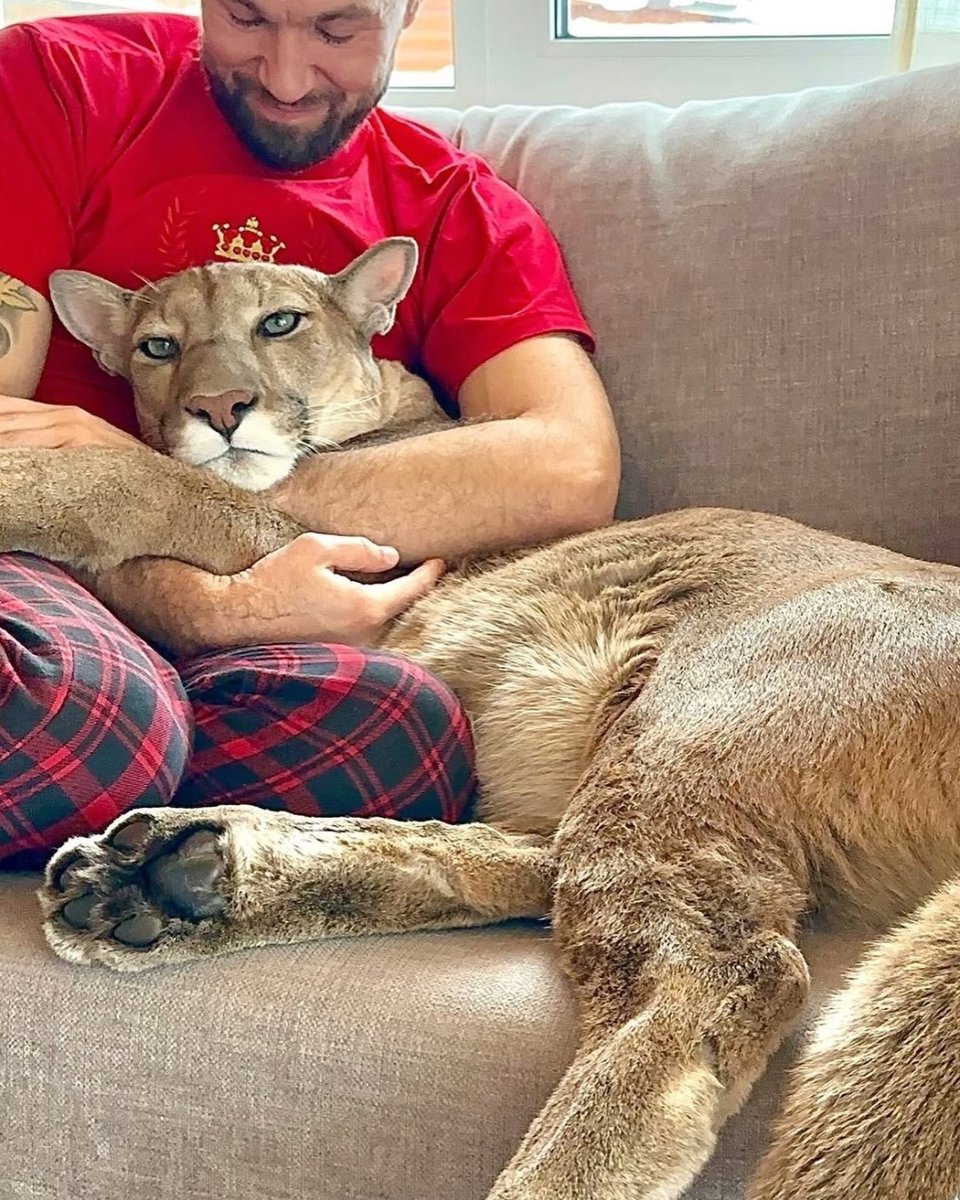 AcervoCharts's tweet photo. Puma que não pode voltar à natureza passa a viver como um gato doméstico. https://t.co/tRrtDtniBm