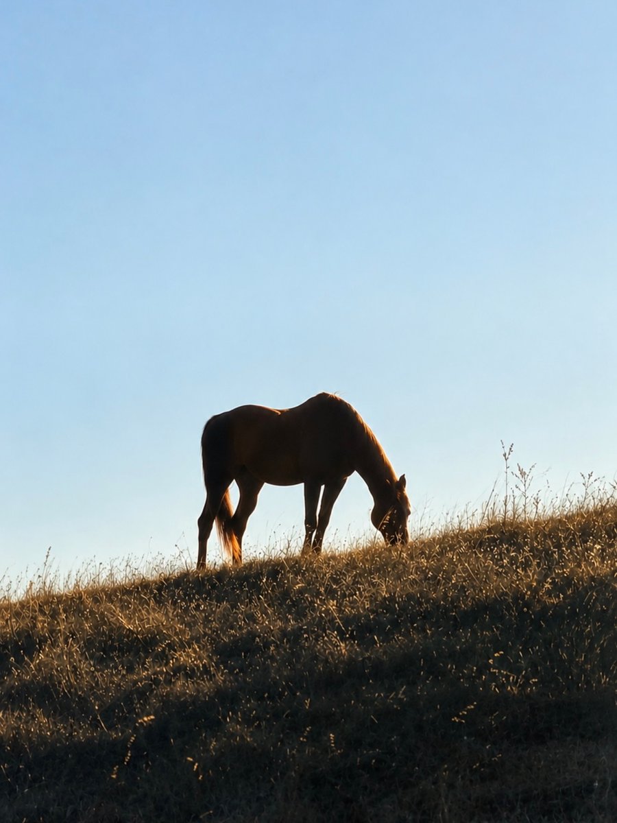 Hailey88686's tweet photo. Life lately 🐴 https://t.co/fDzFCnzqhX
