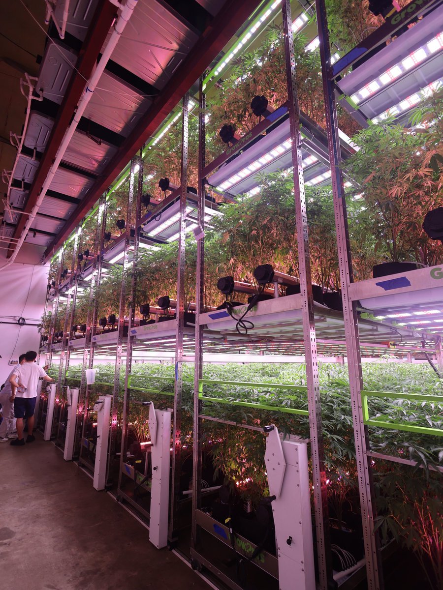 pack__pro's tweet photo. Do you wanna go to the TOP? 🚀

Stop thinking flat.

Our Triple Tier Racking System takes your canopy vertical, helping cultivators maximize their existing footprint while giving crews easier access with an integrated catwalk.

More canopy.
More production potential.
More room to grow.

And when it’s time to build, our team can professionally install it for you.

If you’ve got the ceiling, we’ve got the system.