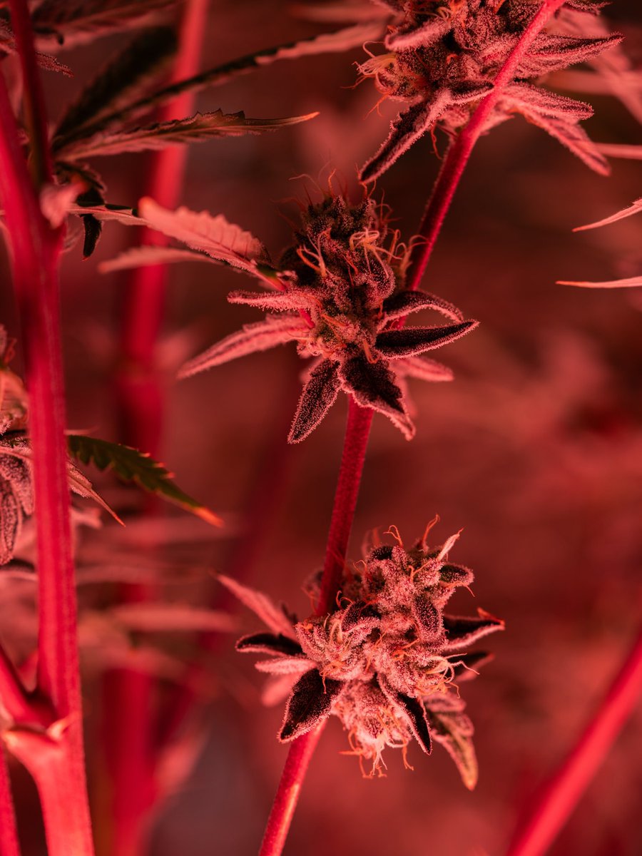 pack__pro's tweet photo. Checking in below the canopy 📍

The GrowPros UCL Model 4 is built to put light where it matters most.

More usable light underneath the canopy. More opportunity for the lower growth to perform. More out of the same footprint.

When you’re chasing every ounce of potential, the canopy isn’t the only place that matters.

UCL Model 4. Light beyond the canopy.

#Spaceship #Oklahoma #LEDLights #IndoorGrowing