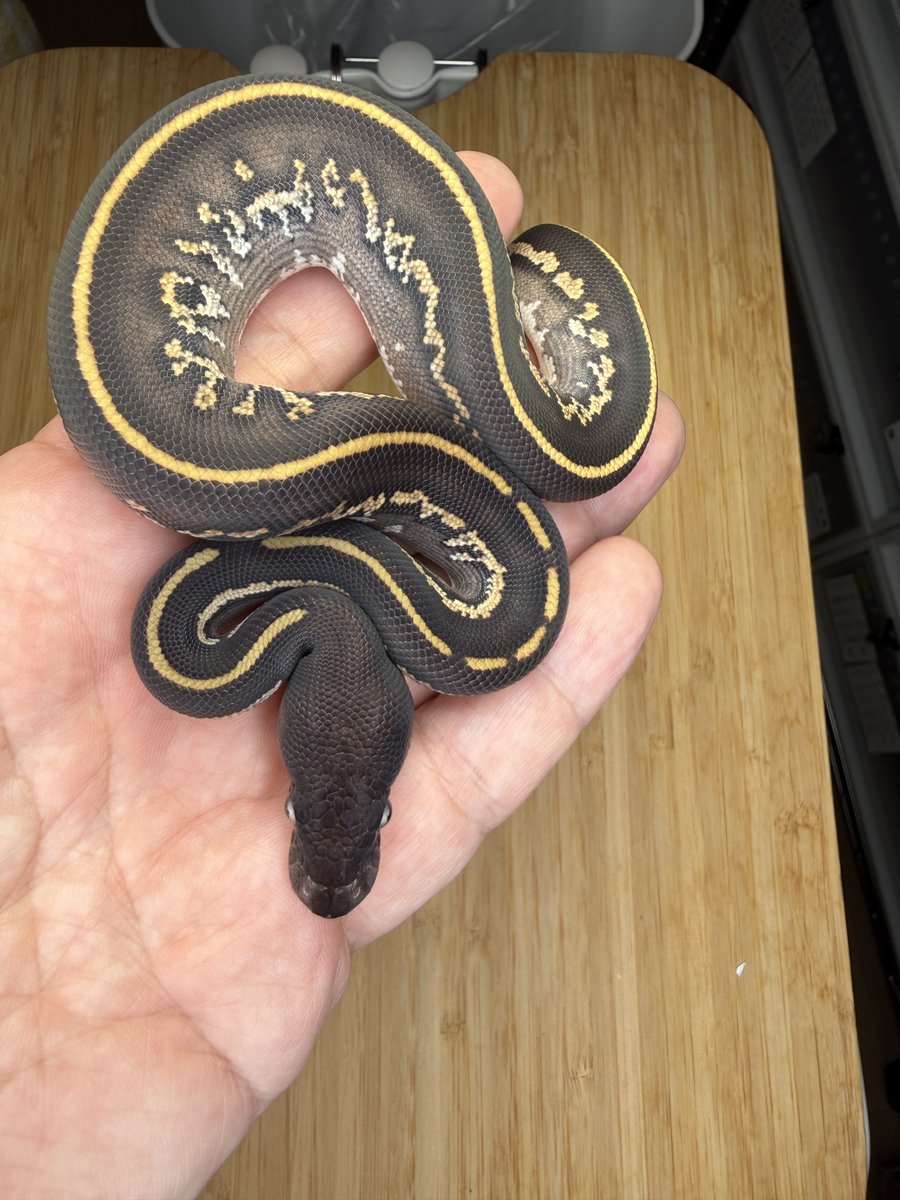 regius_rep_kobe's tweet photo. ファーストシェッド完了😁
♂Leopard Mojave BlackHead Ultramel 50%Het Hypo
　　×
♀Piebald 66%DH Ultramel Hypo

BH Leopard Mojave DH Ultramel Piebald poss Hypo
BH Leopard Ultramel Het Piebald poss Hypo
BH Leopard DH Ultramel Piebald poss Hypo
BH Leopard Ultramel Het Piebald poss Hypo
BH Mojave DH Ultramel Piebald poss Hypo
Ultramel Het Piebald poss Hypo
って感じかなぁ
Hypo・・・・・・いるのか？？？
まぁUltramelは66％Hetが100％に格上げだな😆

自発的に食べるようになりましたらHPにも上げます。
気になる方いましたらお問い合わせください😁

お問い合わせは公式LINEからお願いします。
公式LINE ▶ https://t.co/K5VtP0UPoM
HP　　　 ▶ https://t.co/BnVO7LvZua

初めて飼育してみようと思っている方も
ぜひご相談ください。
🔰飼育セットも販売中です。

プロフィールのリンクからもご覧いただけます

#ballpython
#royalpython