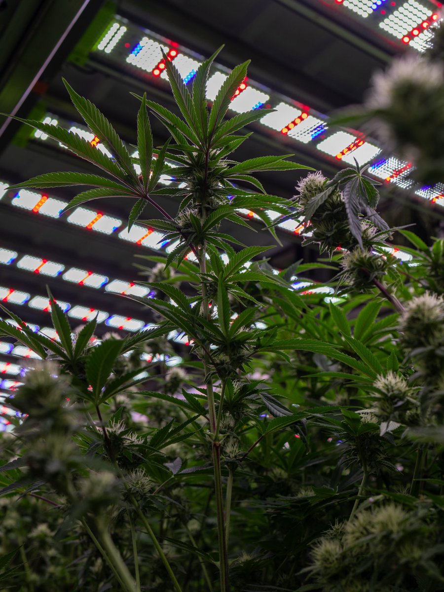 pack__pro's tweet photo. The 4 Channel Chameleon Top Light was built for commercial cultivators who want more control over the light driving their canopy.

4 independently controllable channels. Precise spectrum control. Serious output.

More control. More usable light. More potential from every square foot.

Chameleon. Built for commercial cultivation.

#GrowPros #Chameleon #LEDGrowLight #CommercialCultivation
