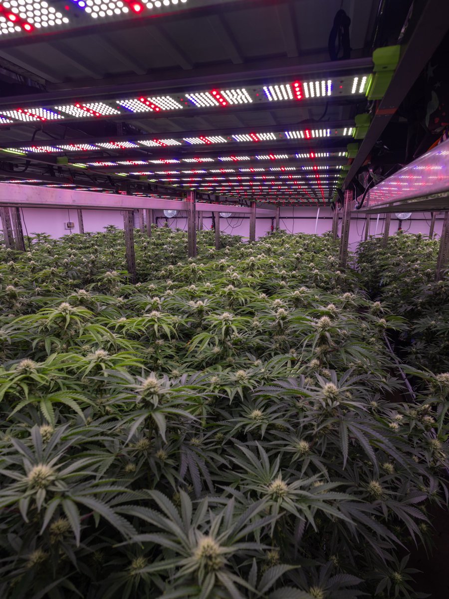 pack__pro's tweet photo. The 4 Channel Chameleon Top Light was built for commercial cultivators who want more control over the light driving their canopy.

4 independently controllable channels. Precise spectrum control. Serious output.

More control. More usable light. More potential from every square foot.

Chameleon. Built for commercial cultivation.

#GrowPros #Chameleon #LEDGrowLight #CommercialCultivation