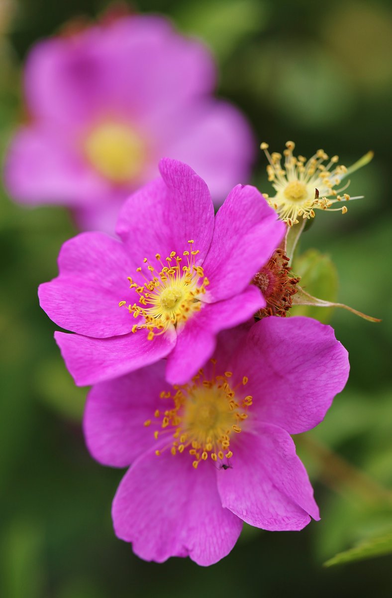 puckerbrush's tweet photo. @nikaaaaahere Wild Roses for a wild lady.  xoxo David https://t.co/xyzkYxsxbd