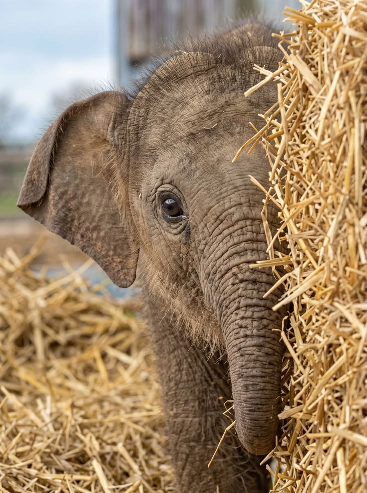 wildanimalpis's tweet photo. So adorable https://t.co/CWYmVo5Bdv
