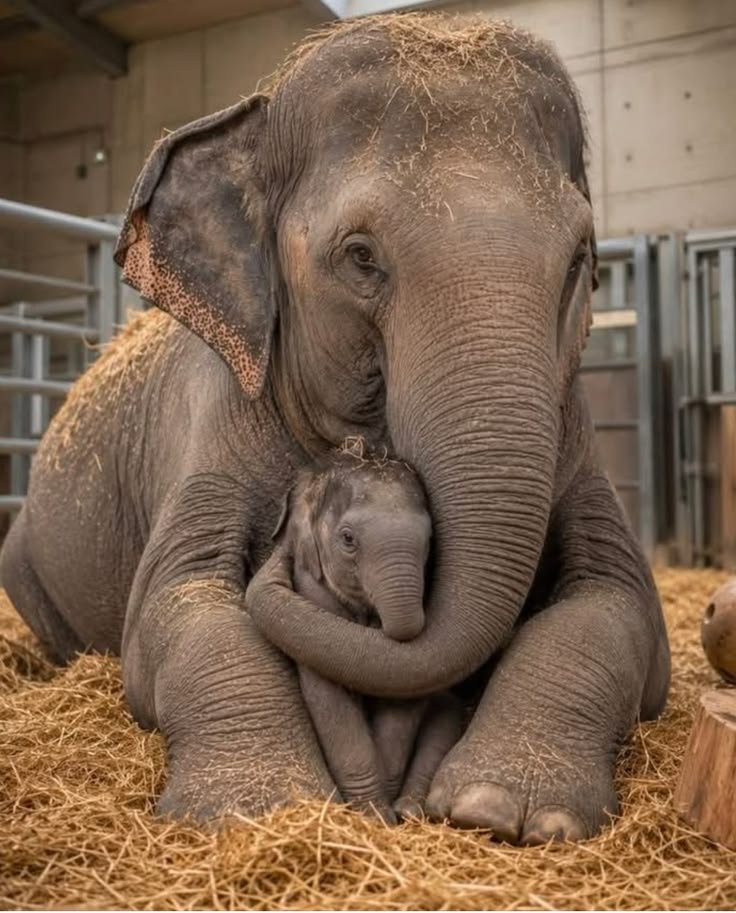 wildanimalpis's tweet photo. https://t.co/rs9fmrvxKY