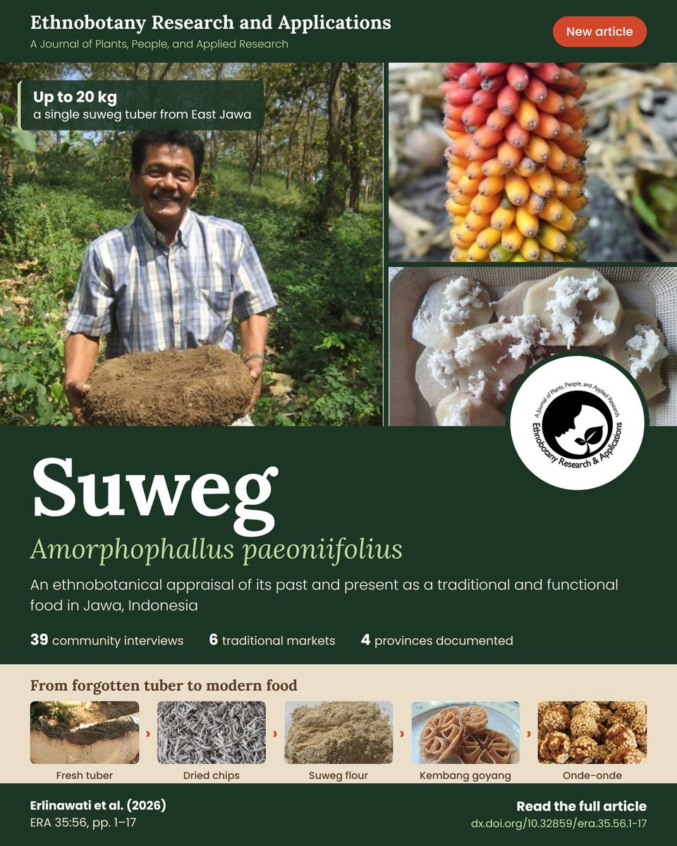 1234eraa's tweet photo. New in Ethnobotany Research and Applications ๐ท Suweg (Amorphophallus paeoniifolius) was once a staple food in rural Jawa, .
Read the full article: https://t.co/HArKrfIsm2
#ethnobotany #amorphophalluspaeoniifolius #functionalfood #indonesia https://t.co/CsXfPQCXNp