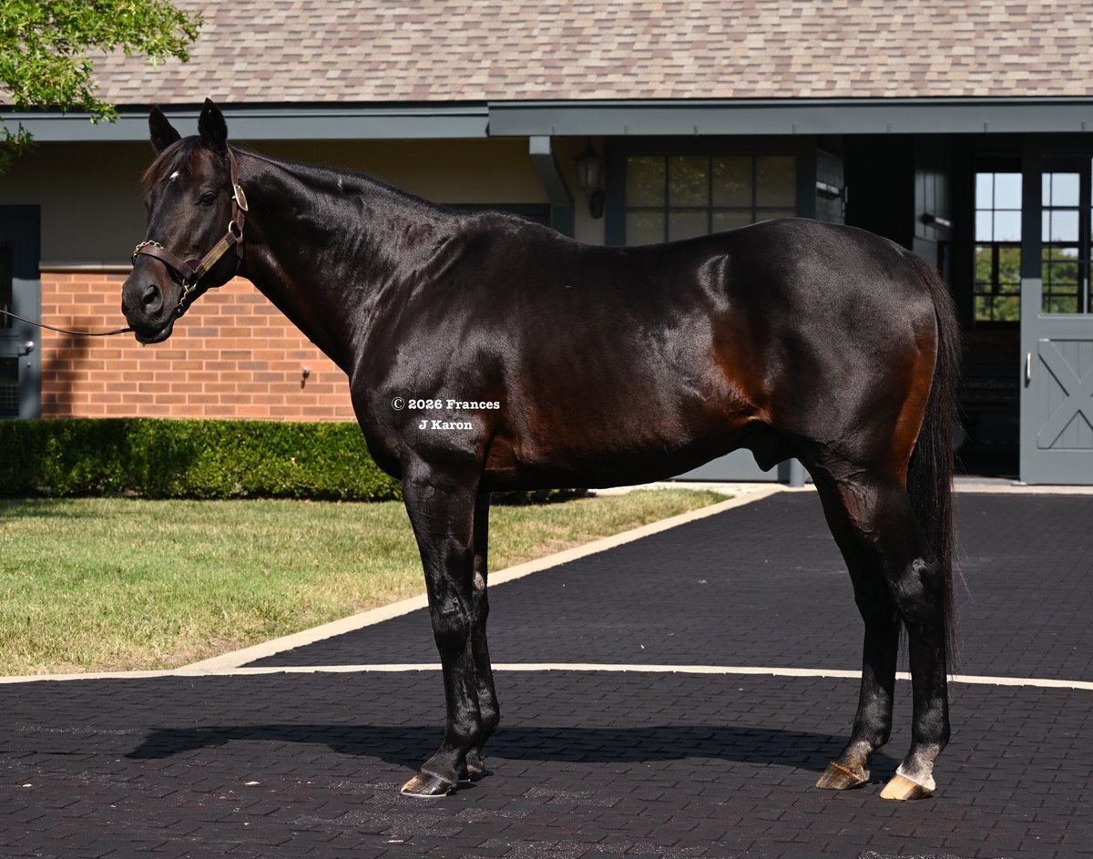francesjkaron's tweet photo. Englishman's sire Maxfield and Kentucky Derby-winning @grandsire Street Sense at @DarleyAmerica this afternoon. https://t.co/Ib1RVwUKr5