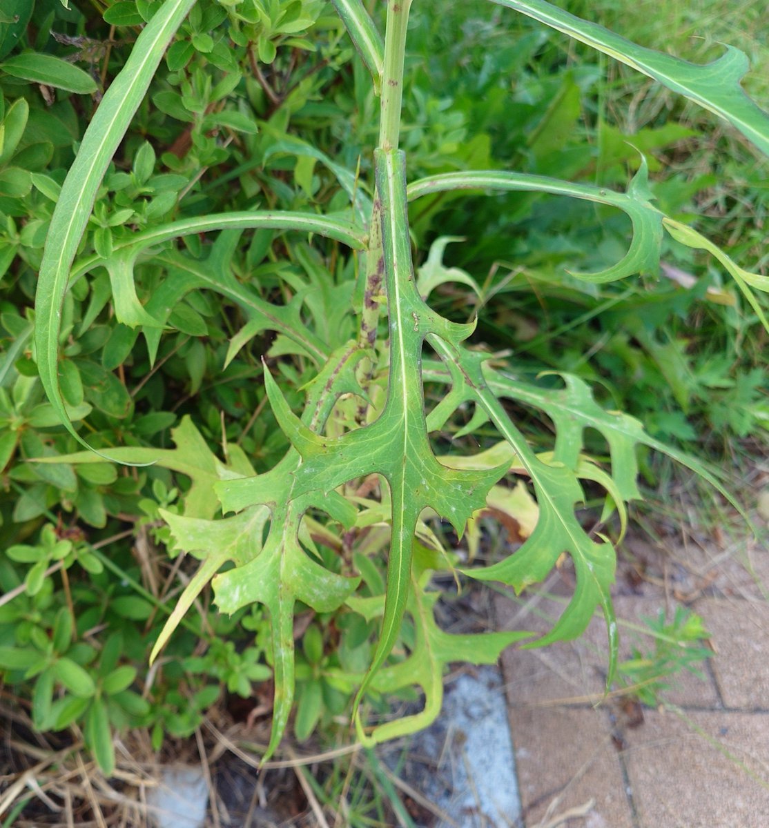 SCORPIOmiromiro's tweet photo. #アキノノゲシ 秋の野罌粟(秋の野芥子)
花径は約2cm

淡い黄色の花姿がとても優しげでいいですね😊

✽
『控えめな人』『幸せな旅』
『謙虚』『本当は心優しい』

#キク科
#アキノノゲシ属
#在来種 https://t.co/ZcGQZtaKEI