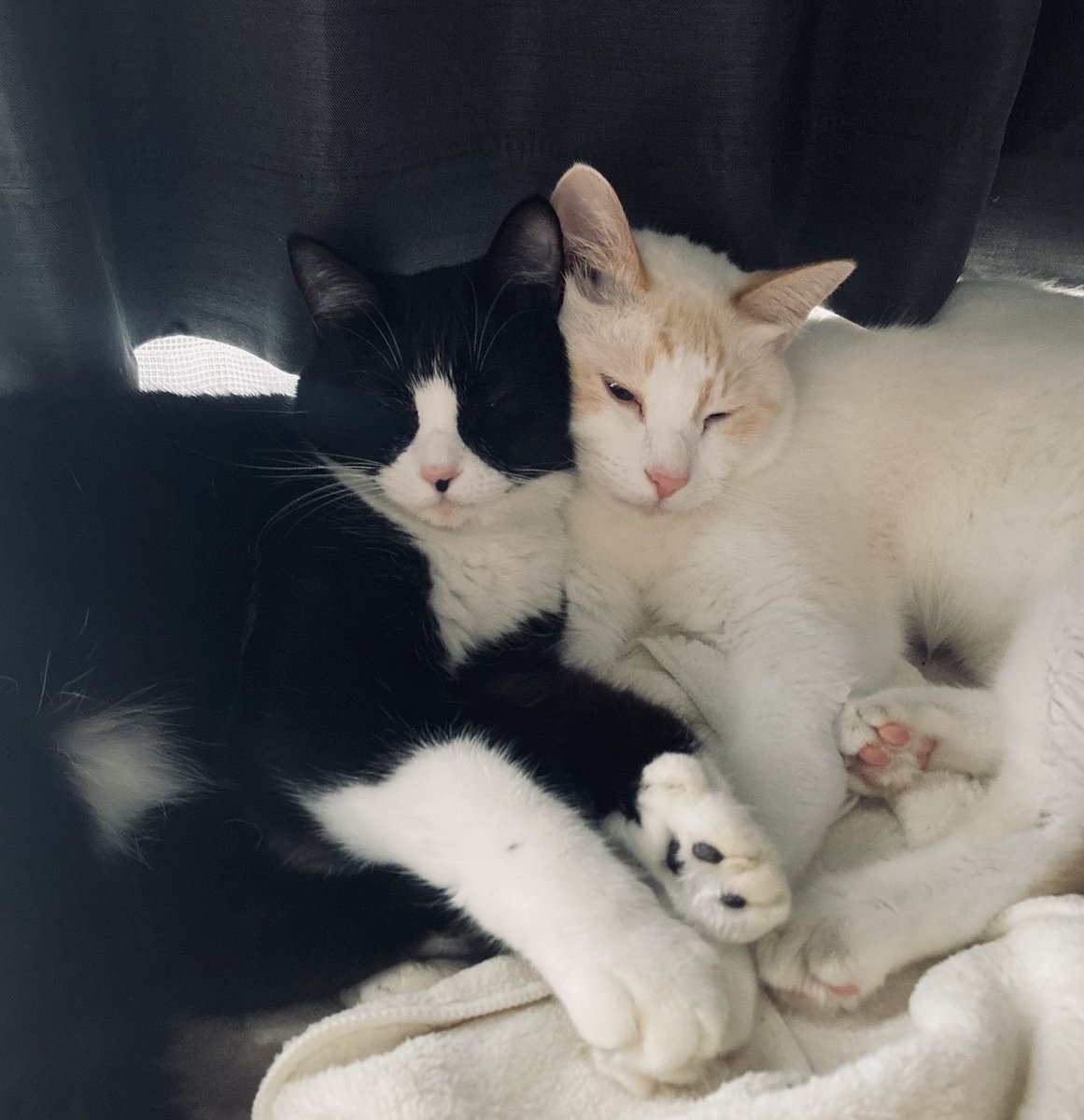 yuksyas's tweet photo. イラストとは関係ないのですが、６月から元保護猫のきょうだいを引き取り、猫オーナーになりました。フードとおやつ代を稼ぐため、がんばります！！ https://t.co/4lPamIUHq1